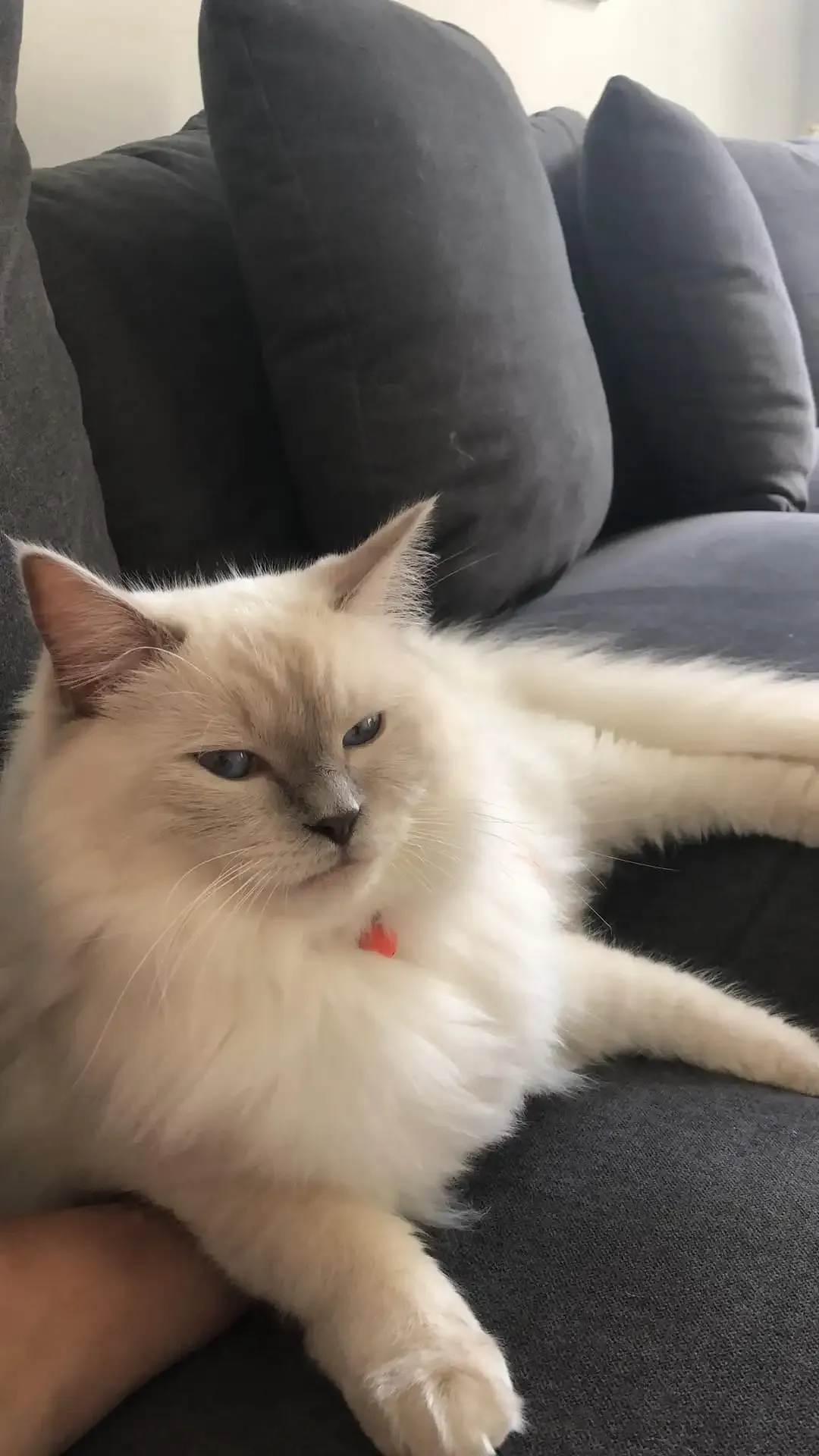 Lilac point female Whiskee