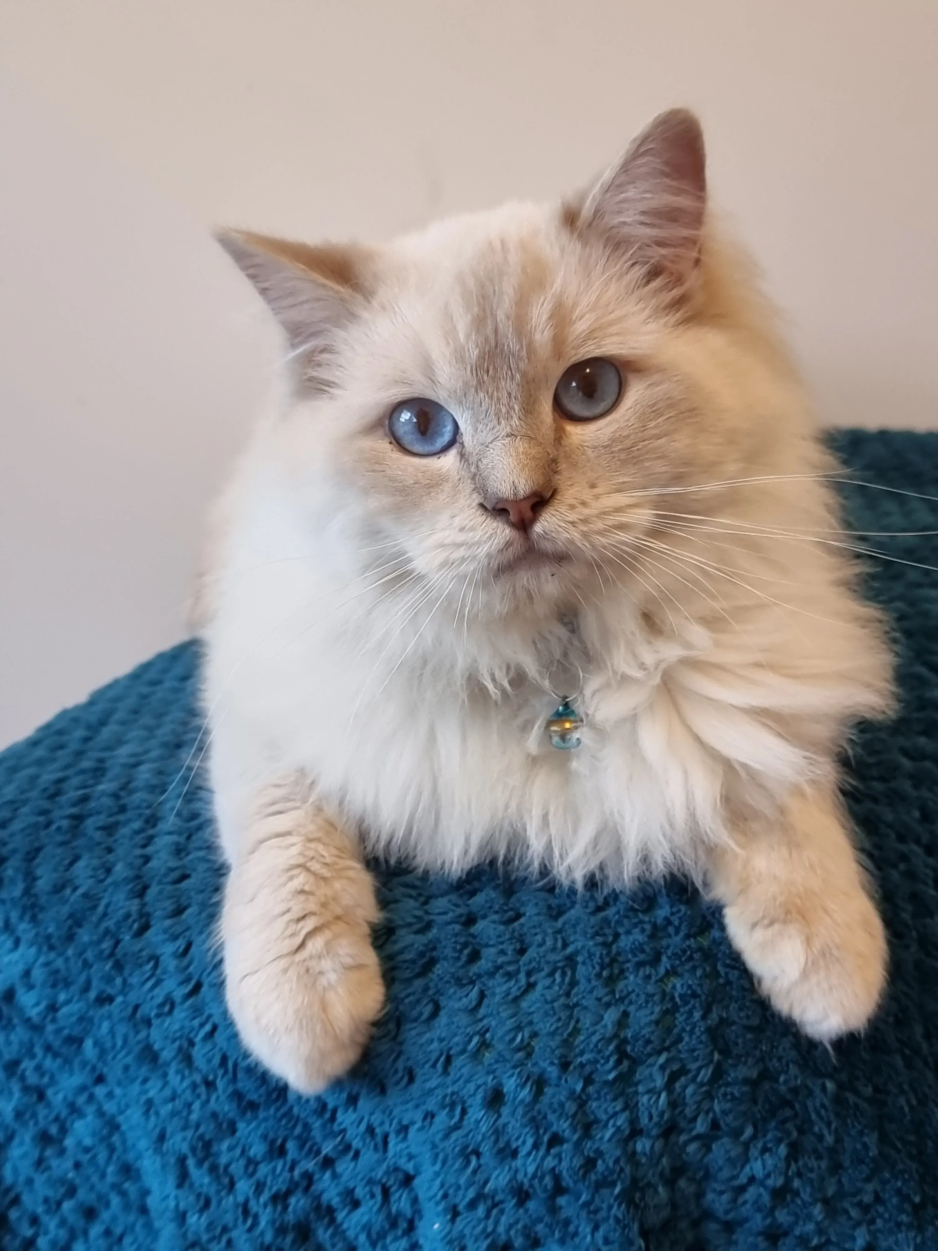 Lilac point male Finding Boxy