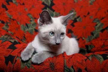 Lilac Point Siamese kitten on red background