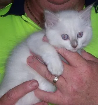 Lilac Ragdoll Kitten GUYSNDOLLS Ragdolls being held by man in green shirt