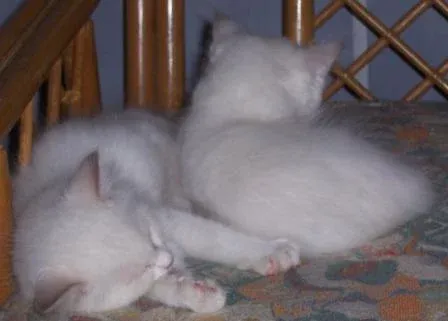 Lilac Ragdoll Kittens of GUYSNDOLLS Ragdolls snuggling