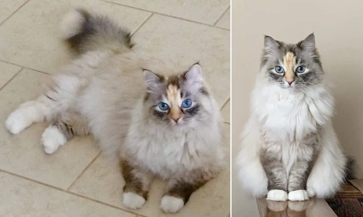 Lily, seal point torbie mitted Ragdoll with flame blaze, loved by Kayla and Sharon