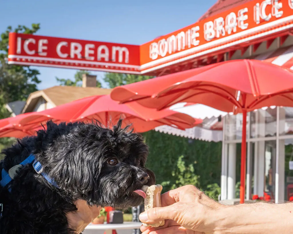 Little black dog eating an ice cream sandwich made out of Milkbones and vanilla ice cream outside of Bonnie Brae ice cream shop in Denver, Colorado.