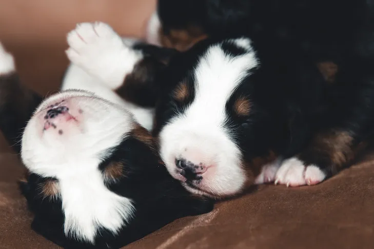 Little puppy of bernese mountain dog in bed. Cute animals
