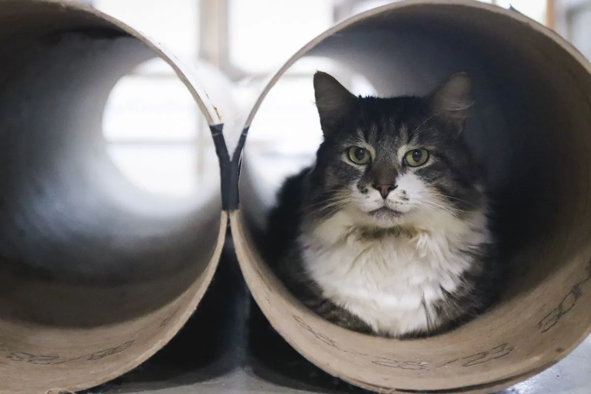 Long Hair Grey White Tabby Cat Laying Lounging Hiding In Tube Tunnel