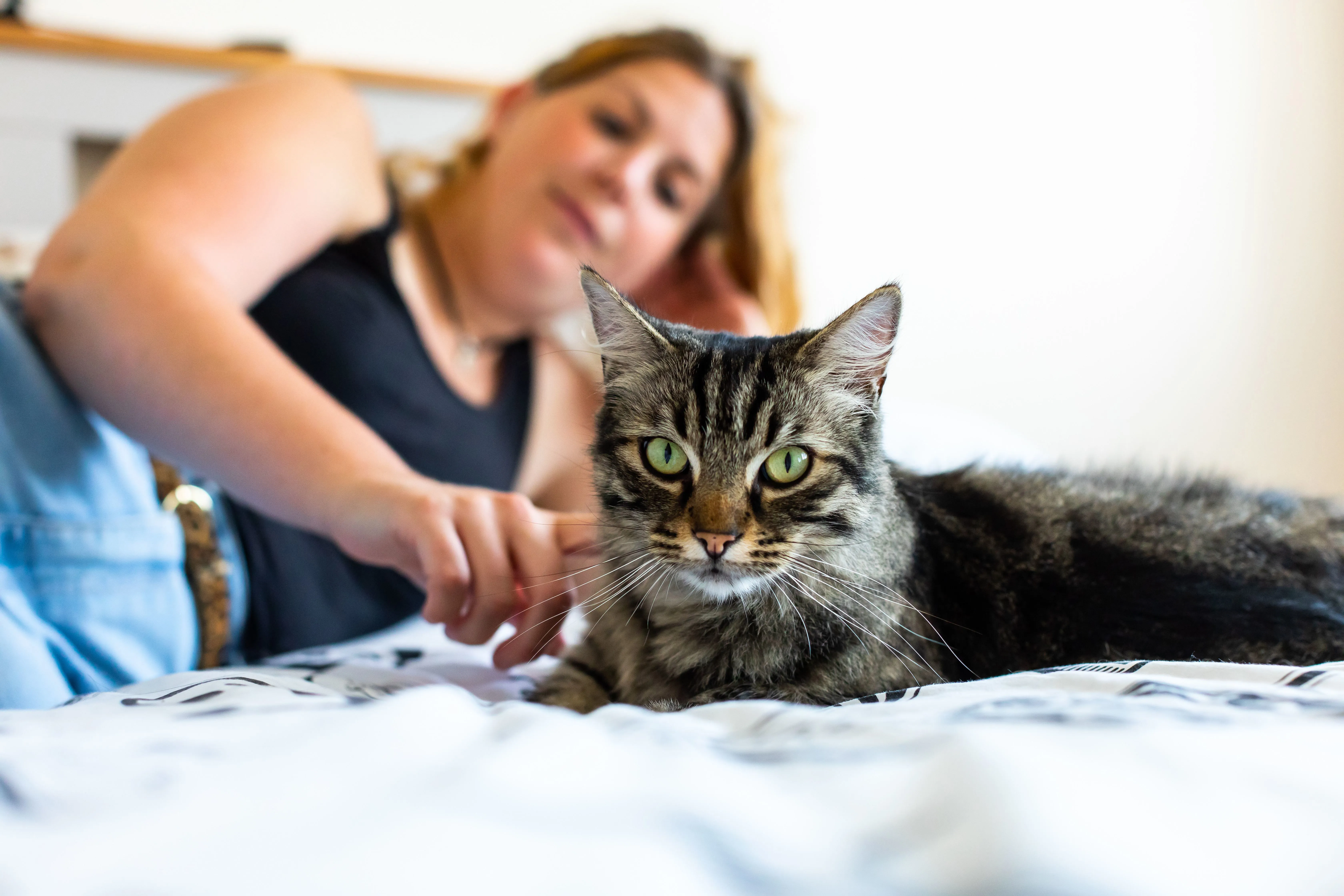 Long-haired brown tabby cat lying relaxed on a bed with a woman visible in the background