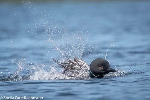 Loon bathing vigorously, splashing water around its body