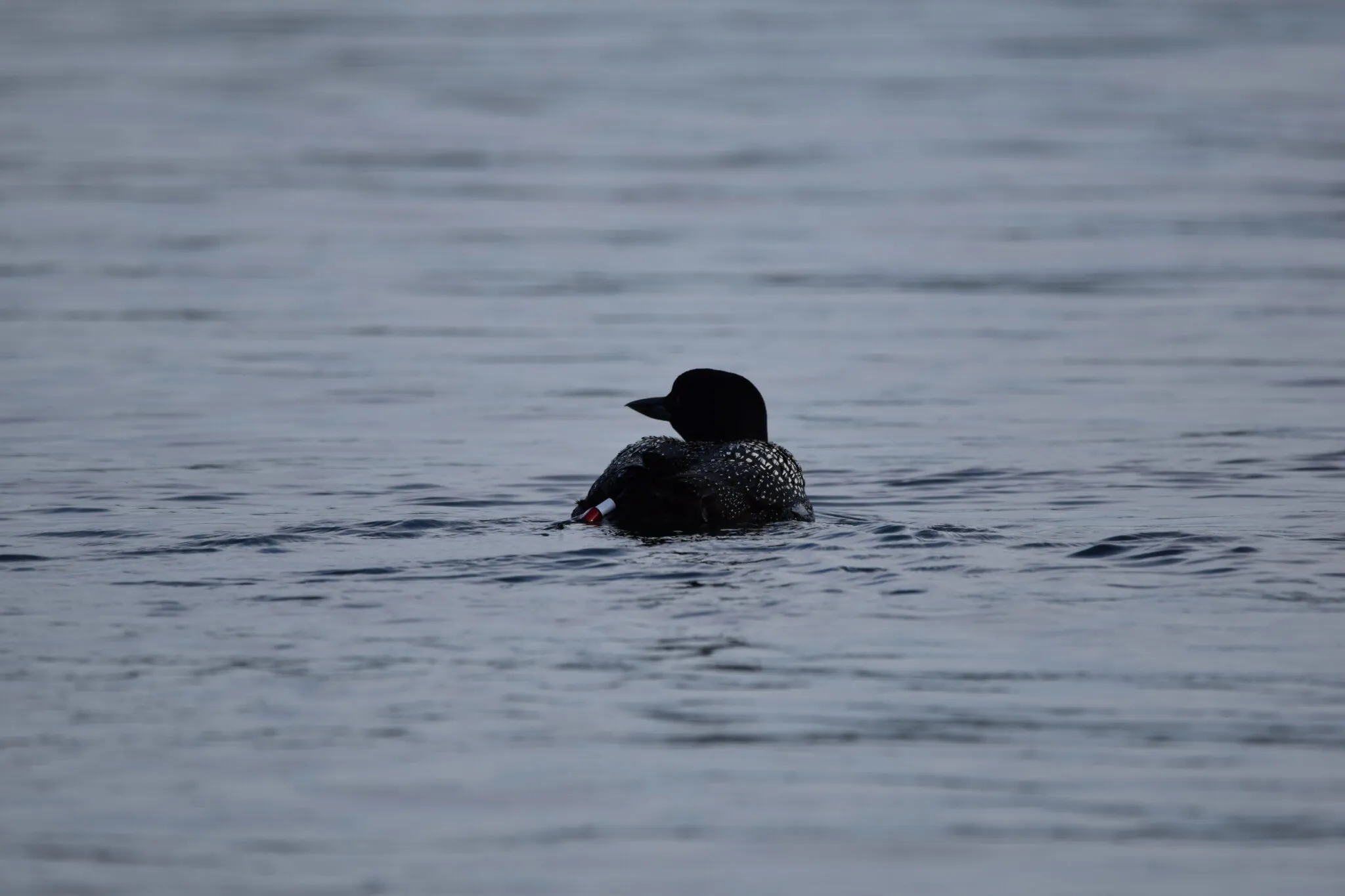 Loon drifting with one leg raised out of the water