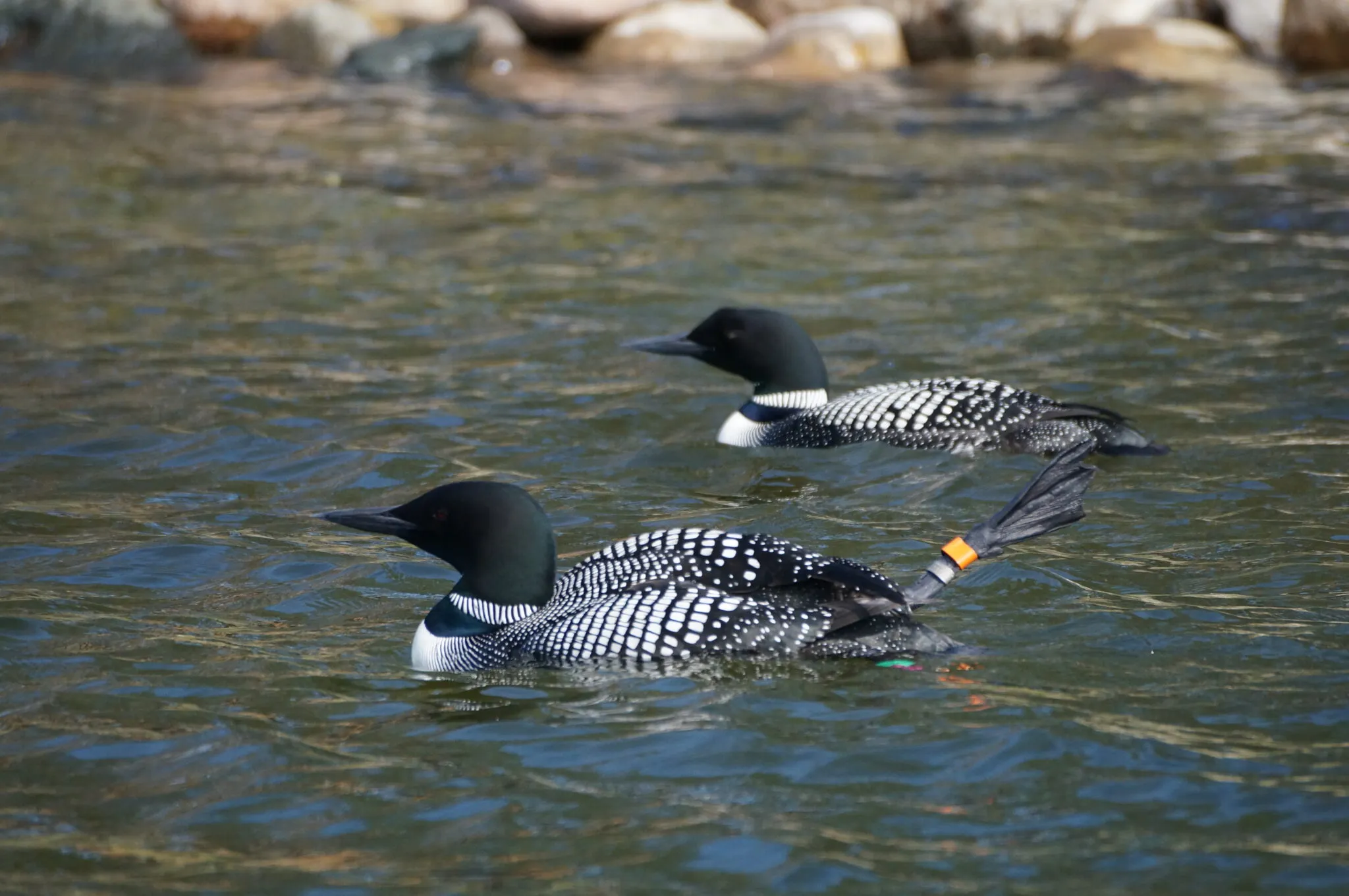 Loon performing a foot waggle, legs shaking above water with bands showing