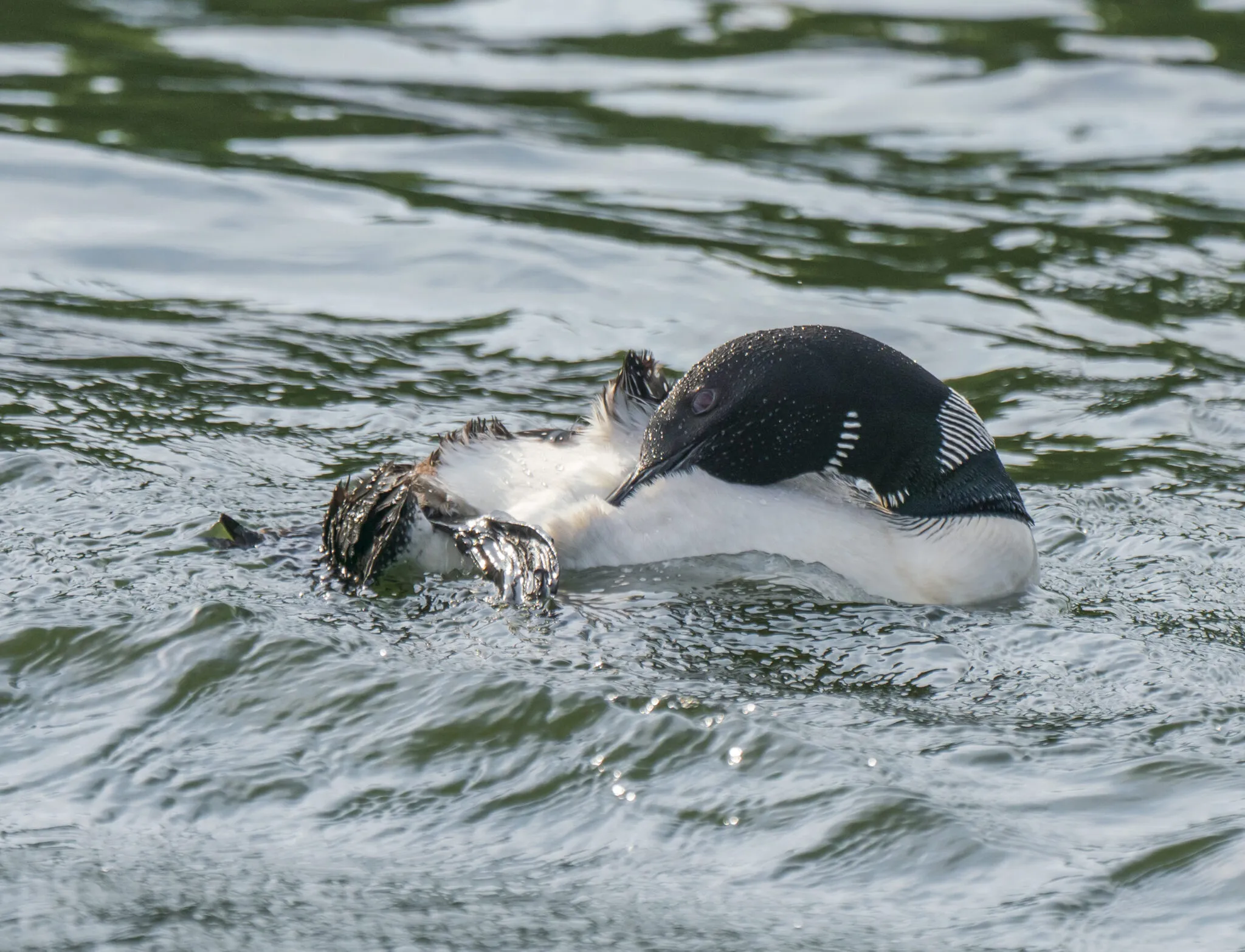 Loon preening its feathers on the water, one leg extended backward