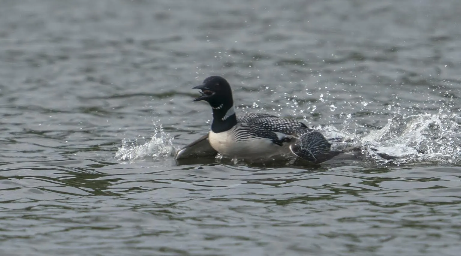 Loon wing-rowing across the water surface to escape