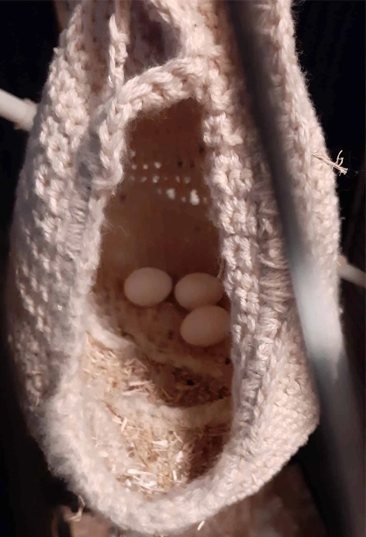 Lovebird building a self-made nest from shredded cotton in a happy hut, a common trigger for hormonal behavior