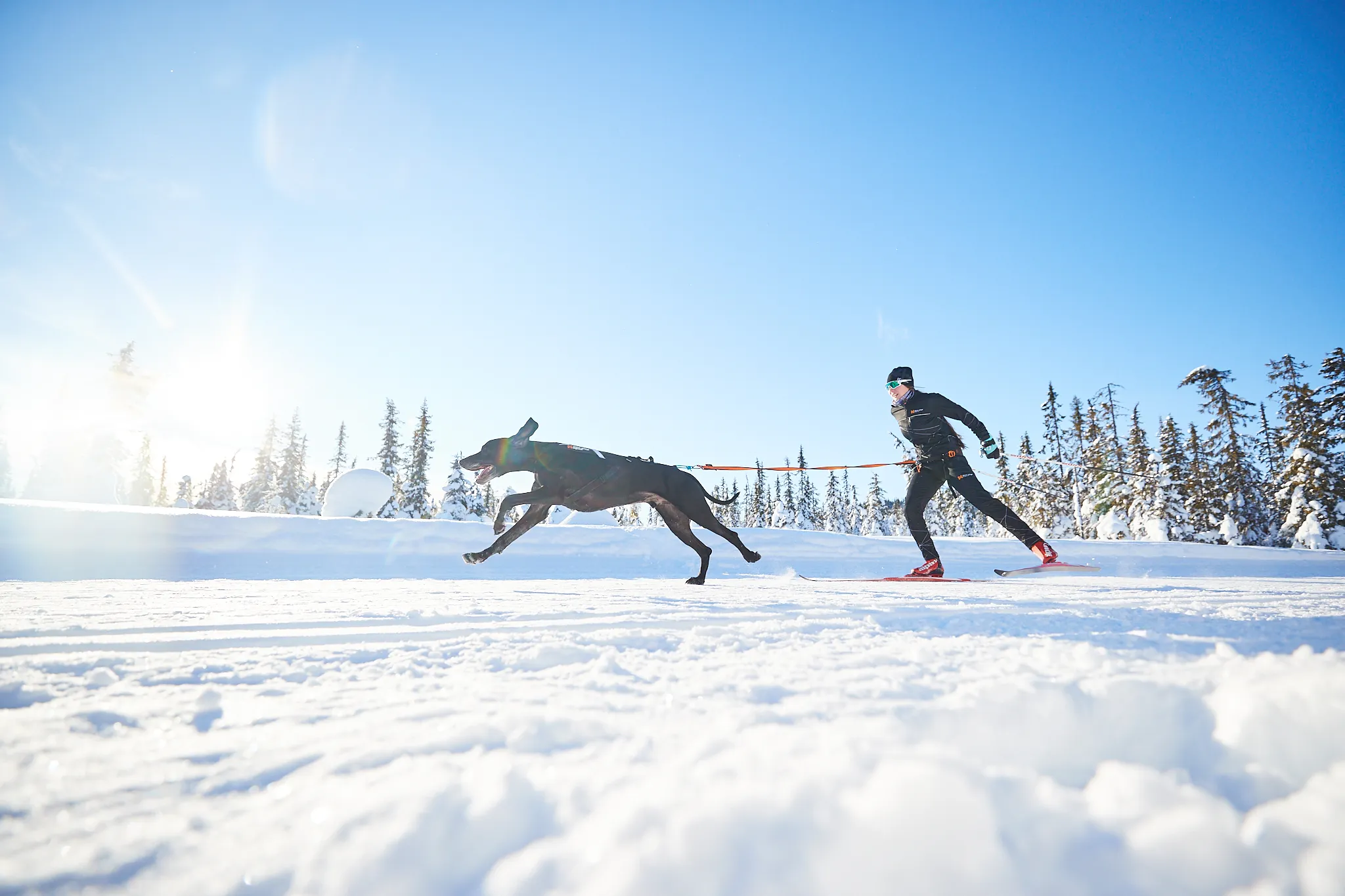 Løype belt skier with dog