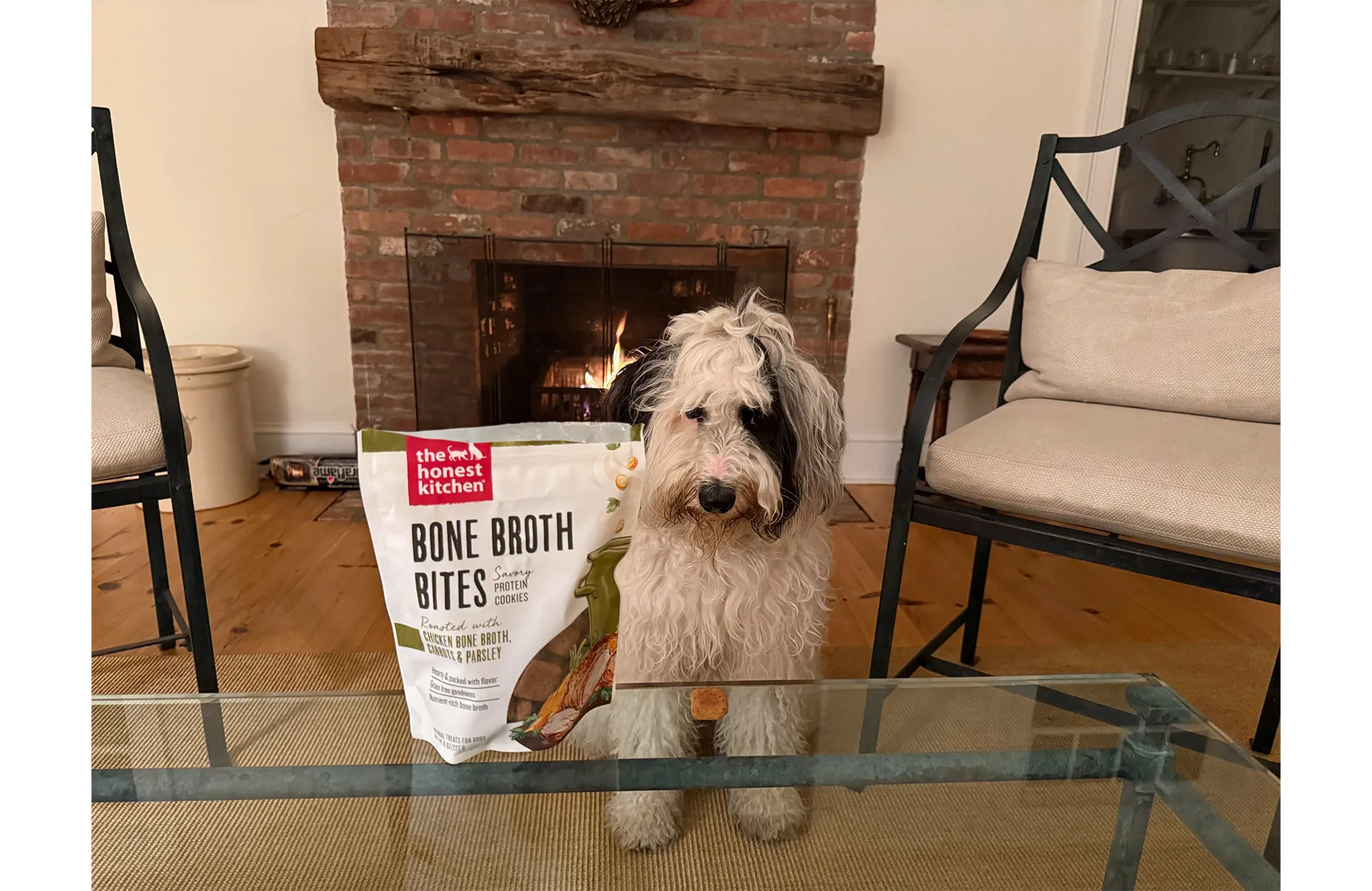 Lucy the Mini Sheepadoodle eagerly waiting for The Honest Kitchen Bone Broth Bites.