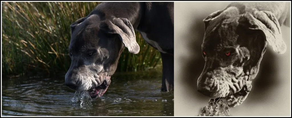 Luther, a magnificent Great Dane, transformed into the iconic Hell Hound