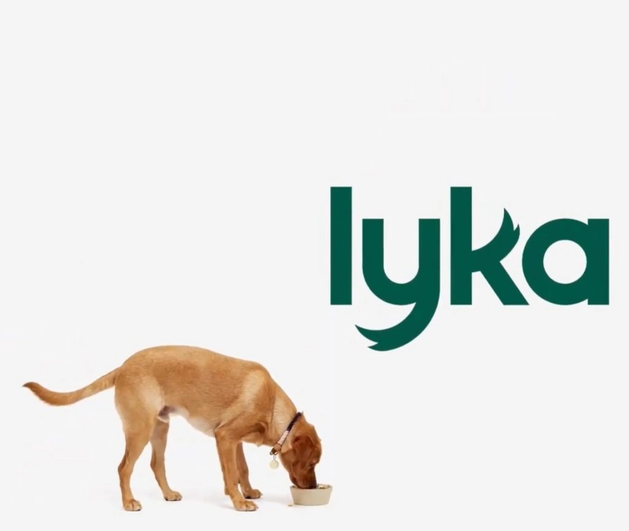 Lyka dog food in various tailored portions with fresh ingredients
