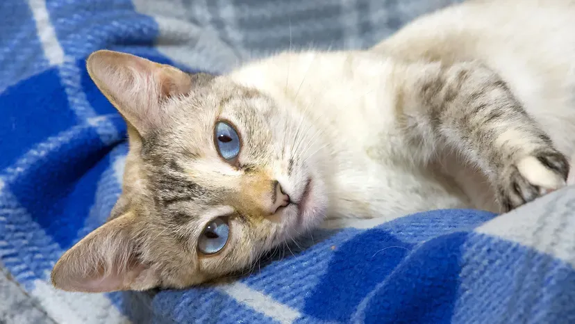 Lynx Point Siamese cat