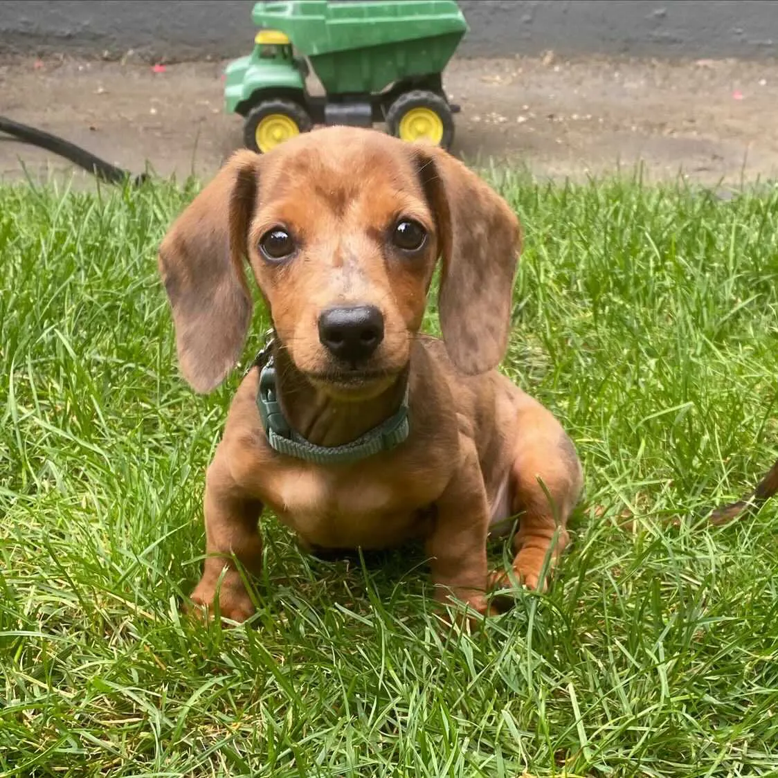 Mack, a lovely Miniature Dachshund from Just Behaving Doxies, posing outdoors.