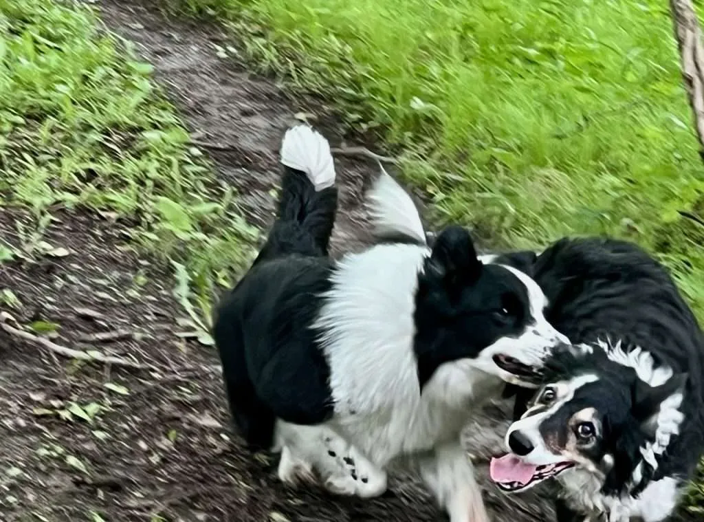 Maggie the dog looking expressive, reminding focus on dogs