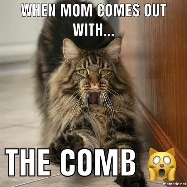 Maine Coon being gently handled during grooming