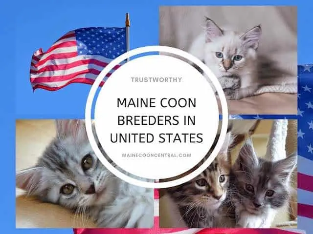 Maine Coon Cat Breeders In United States, By State