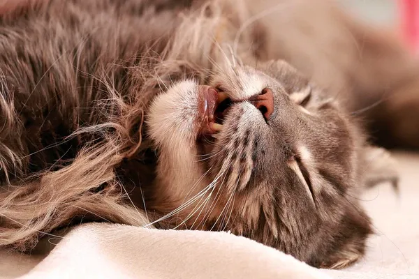 Maine Coon cat dozing peacefully during a brushing session