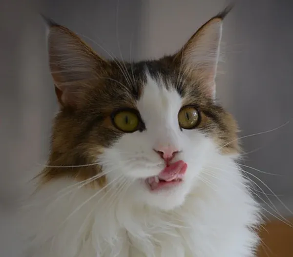 Maine Coon cat eyeing salmon eagerly with focused gaze