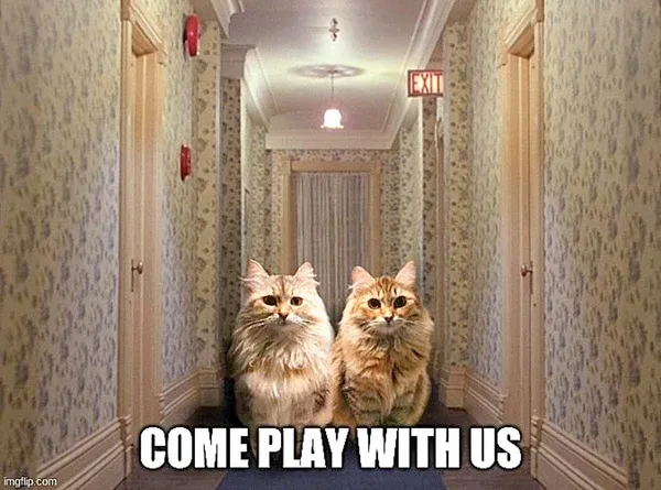 Maine Coon cat in a dramatic pose, representing the challenges of allergies versus enjoyment