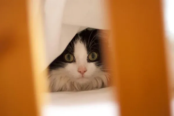 Maine Coon cat looking annoyed while hiding, illustrating allergy concerns for owners