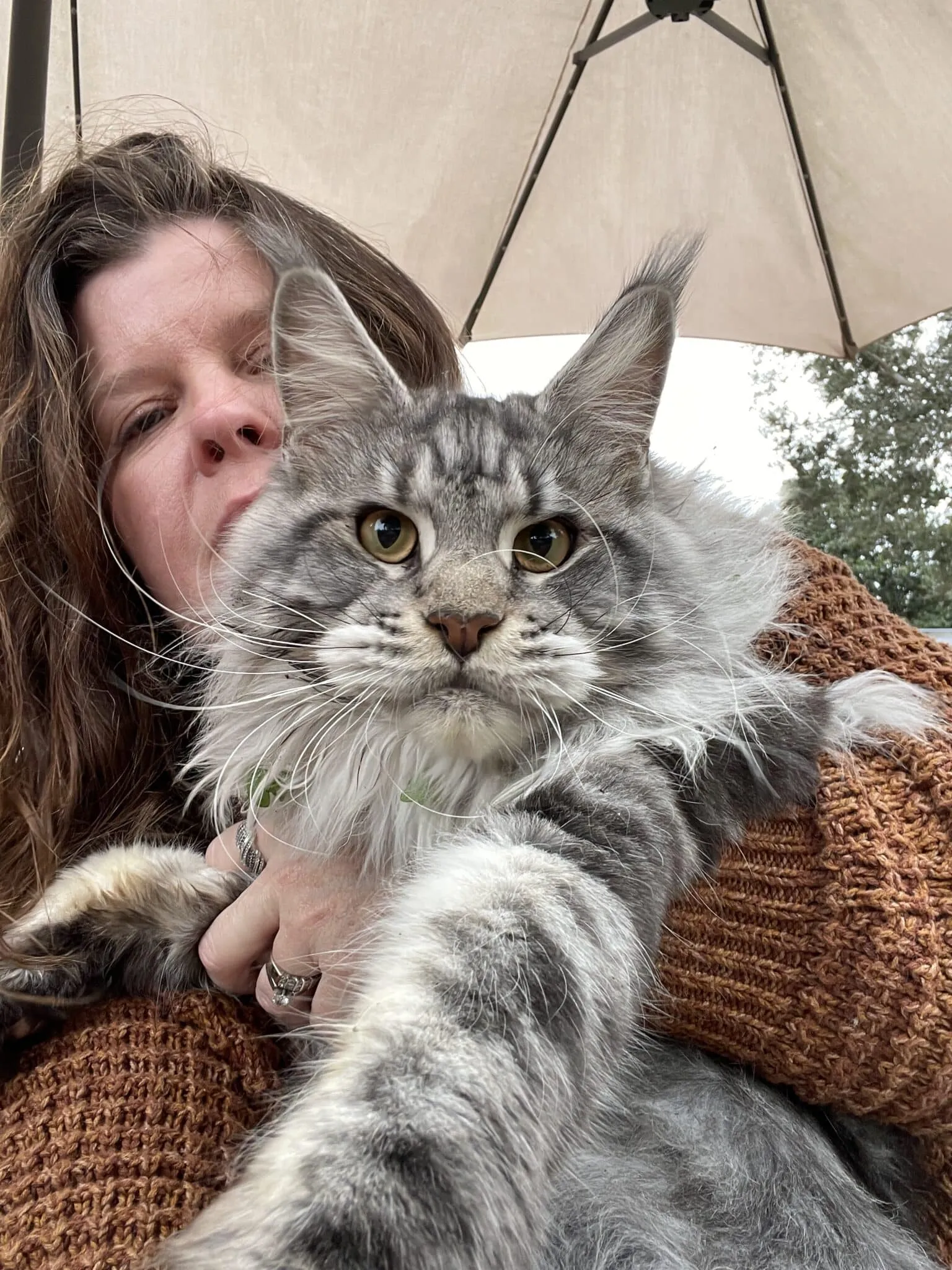 Maine Coon cat with distinctive ear tufts.