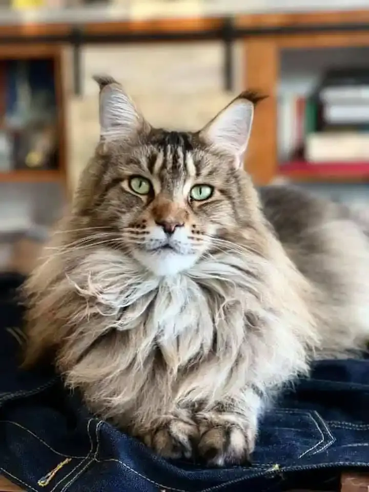 Maine Coon cats getting wet during a bath test