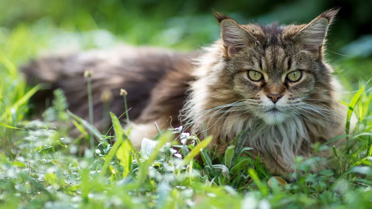 Maine Coon in garden