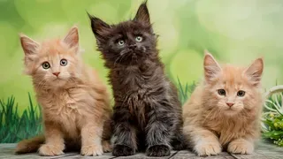 Maine Coon mix cats playing together in a home setting