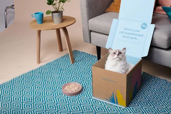 Maine Coon with a sleek, glossy coat from proper nutrition and grooming