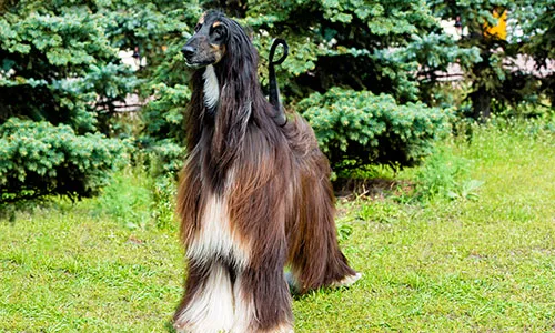 Majestic Afghan Hound with long, flowing fur on a grassy field