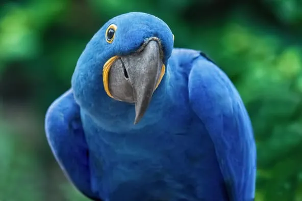 Majestic hyacinth macaw with striking blue plumage