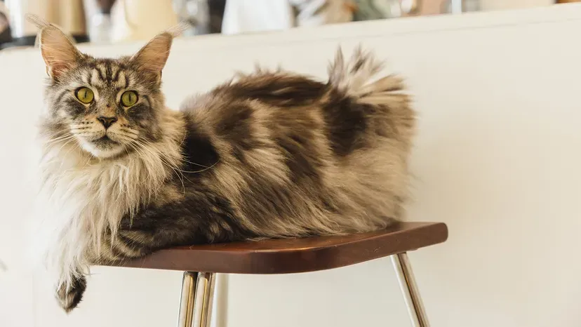 Majestic Maine Coon displaying tufted ears, bushy tail, and thick fluffy coat
