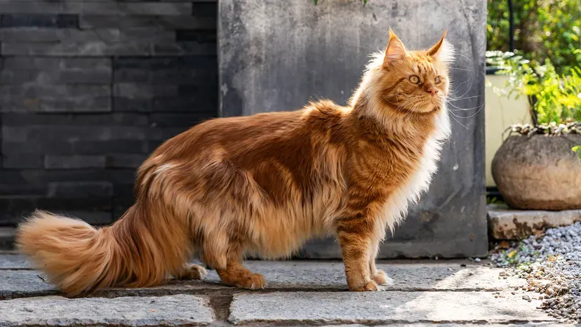 Majestic Maine Coon in orange