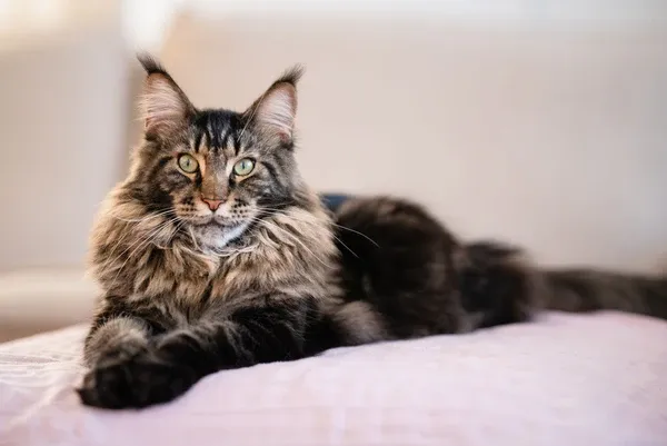 Majestic Maine Coon tomcat with shaggy fur and lynx-like ear tufts