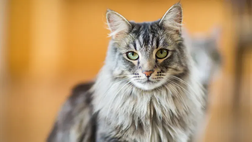 Majestic Maine Coon with thick fur and tufted ears