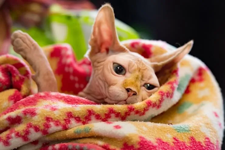 Majestic Sphynx cat in a relaxed pose