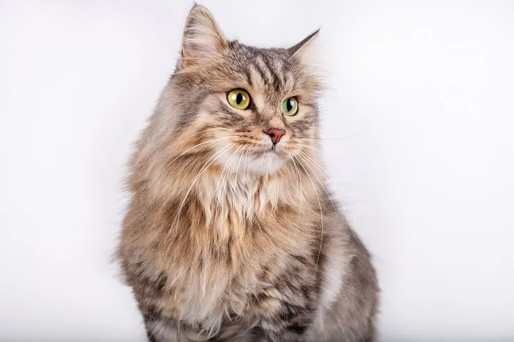Majestic unisex Siberian cat showcasing fluffy coat and plumed tail