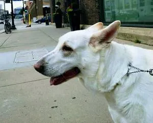 Majestic white German Shepherd on a Wag walk