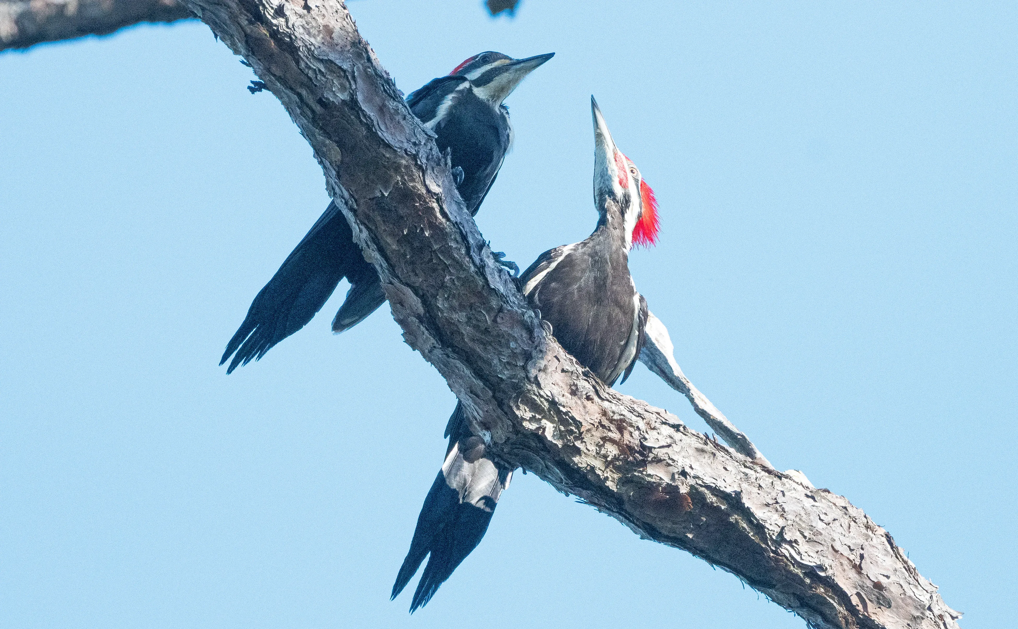 Male and female Pileated Woodpeckers side by side, noting the male's red head stripe