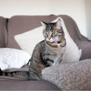 Male & female cats in heat – what you need to know