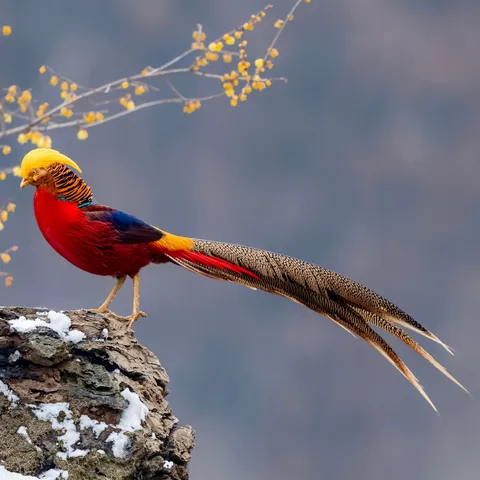 Male Golden Pheasant with vibrant plumage and golden crest.