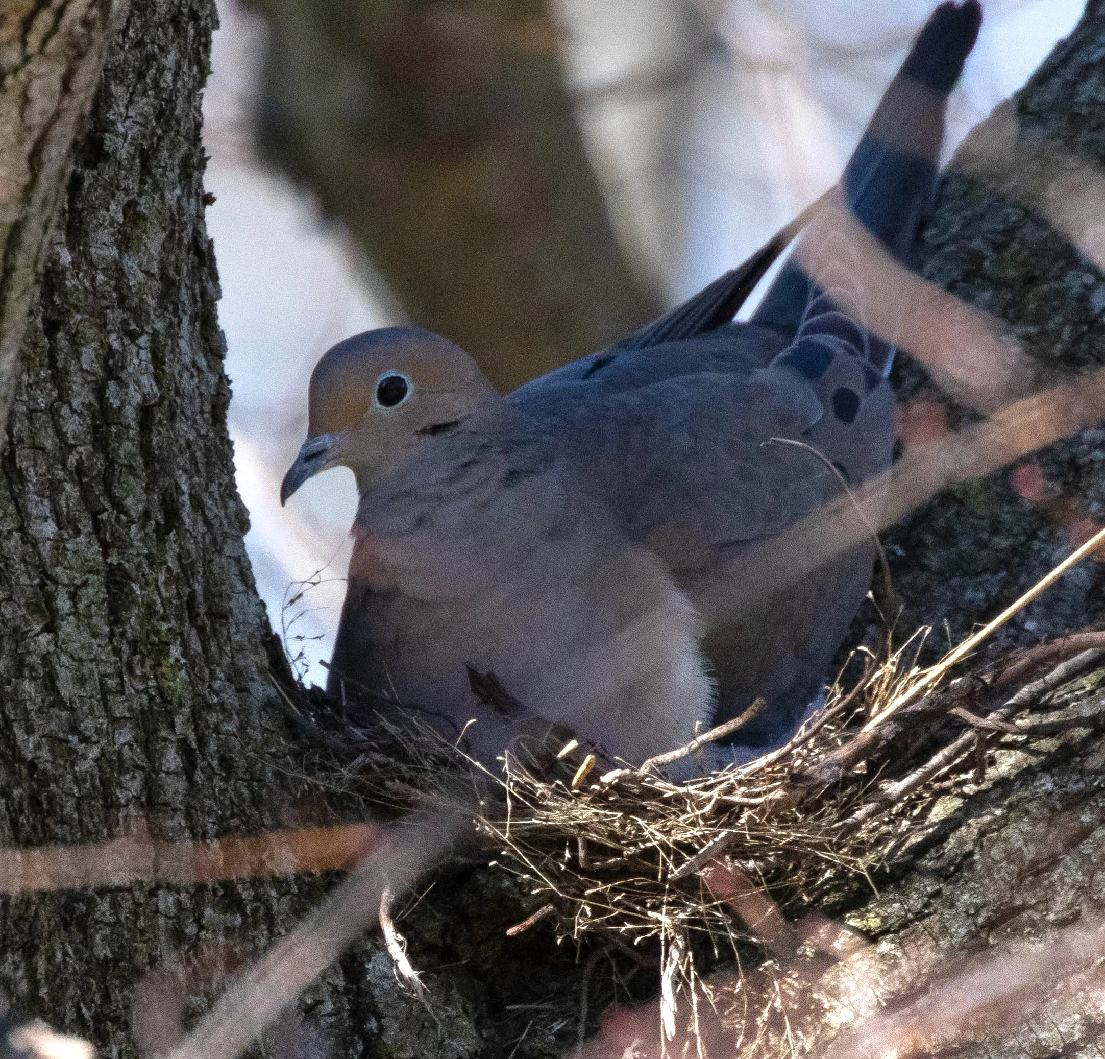 Male Mourning Dove delivering nesting material to the female on a shallow, twig-built nest