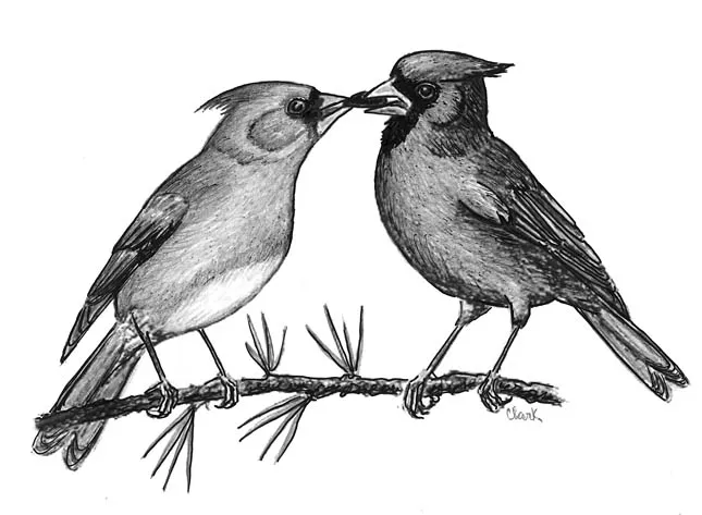 Male Northern Cardinal feeding female during courtship, beak-to-beak