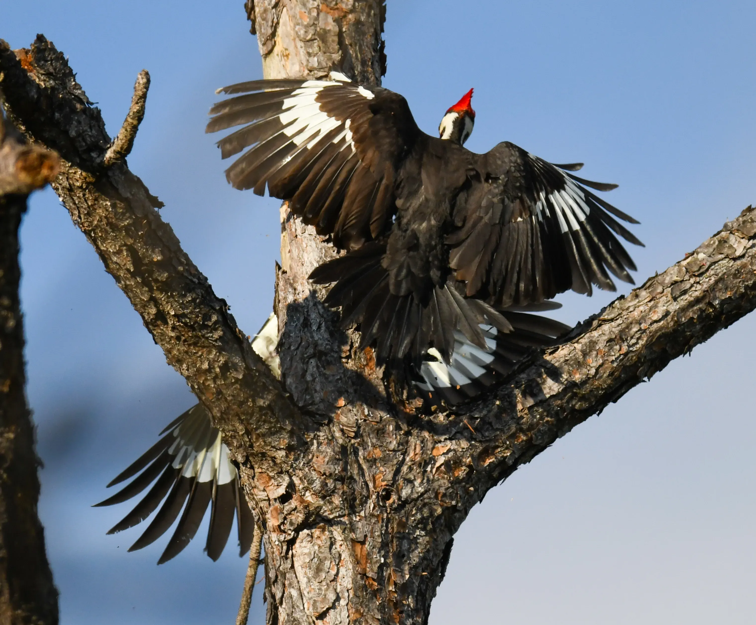 Male Pileated Woodpecker guarding the nest tree