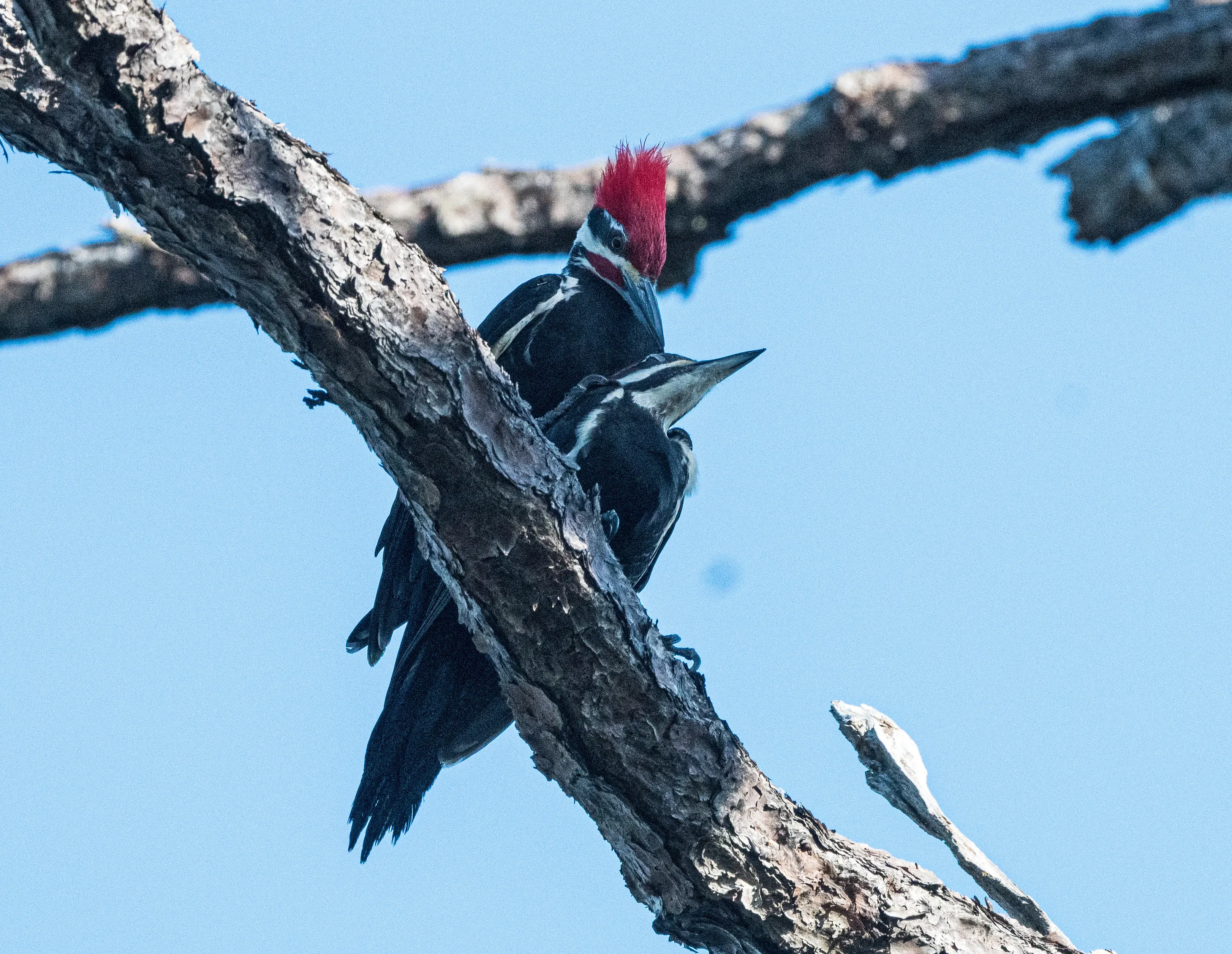 Male Pileated Woodpecker making advances toward the female